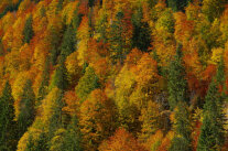Bergmischwald im Herbst