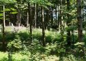 Gepflanzte Laubbäume in lichtem Kiefernwald mit Einzelschutz 