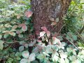 Bohrmehl bei frischen Borkenkäferbefall auf grünem Blättern am Stammfuß einer Fichte