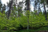 Herangewachsene Buchen im lichten Kiefernwald