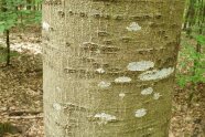 Detailaufnahme einer Roteichenrinde