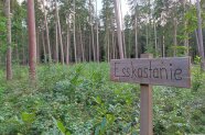Gepflanzte Esskastanie im Klimawald Bayreuth