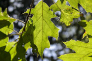Frische Blätter einer Roteiche hängen am Baum
