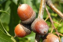 dunkelbraune Eicheln hängen an einem Zweig der Roteiche