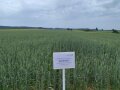 kombinierte Variante im Juni