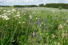Blumenwiese