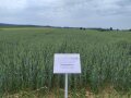kombinierte Variante im Frühjahr