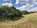 Sträucher entlang eines Feldes