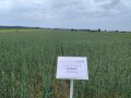Herbizidvariante im Juni