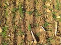 Striegelvariante im Frühjahr
