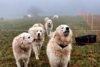 Mehrere Herdenschutzhunde in einem Gehege