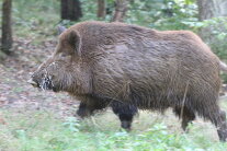 Wildschwein