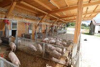 Offener Schweinestall